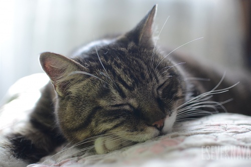Милый сонный кот Василий. Фотография № 3