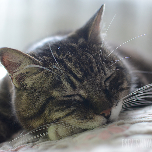 Сонный кот Василий. Фотография № 3