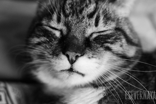Милый сонный кот Василий. Фотография № 7