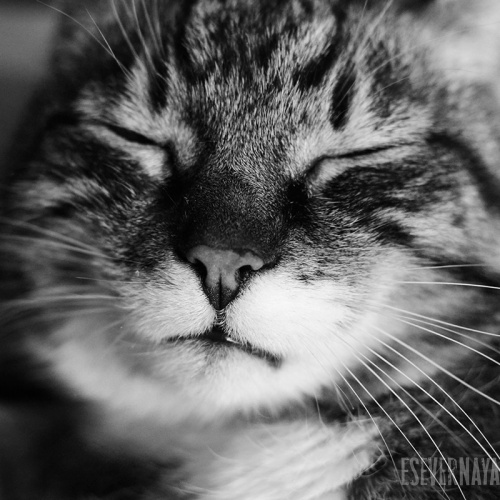 Сонный кот Василий. Фотография № 7
