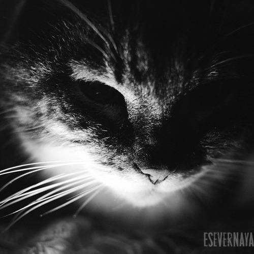 Сонный кот Василий. Фотография № 4