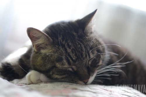 Милый сонный кот Василий. Фотография № 2