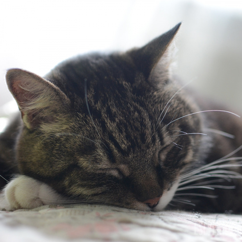 Сонный кот Василий. Фотография № 2